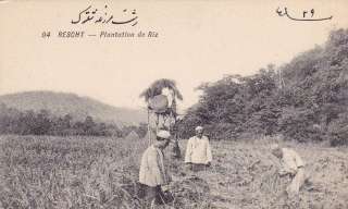 Rescht Plantation de Riz Iran old 1900s farm Postcard  