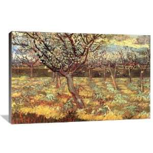 Apricot Trees in Blossom   Gallery Wrapped Canvas   Museum Quality 