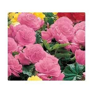  Non Stop Begonia Pink 1 bulb Patio, Lawn & Garden