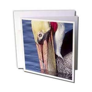  VWPics Animals   Brown Pelican in full breeding colors 
