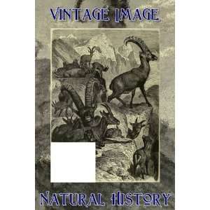   ) Art Paper Mounted Print Vintage Natural History Image Alpine Ibex