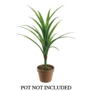    36 Dracaena Plant W/17 Lvs. Green (Pack of 6)