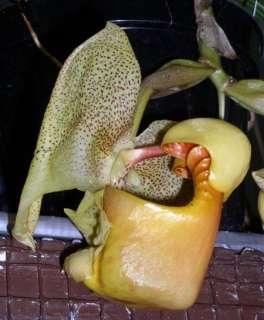 Coryanthes fieldingi (The Bucket Orchid) Orchid Plant  