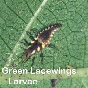  Green Lacewing Larvae 