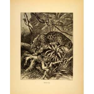 1885 Lithograph Jaguar Big Cat Panthera Felid Wild Animal Jungle Rain 