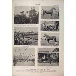 Royal Agricultural Show York Parade Livestock 1900 