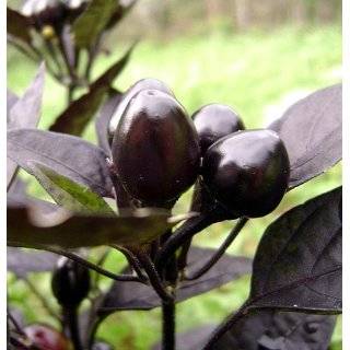  Black Pearl Hot Pepper Plant   Ornamental/Edible & Hot 
