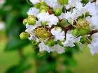 Crape Myrtle Hopi Five Live Plants (5) Stunning Blooms 