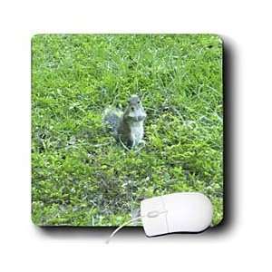  Gray Squirrel Looking Around Grassy Field   Mouse Pads Electronics