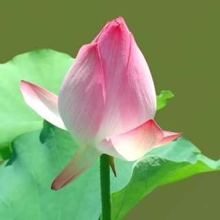 Lotus Flower Nelumbo nucifera water lily 5 seeds [ZZ36]  