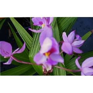  Phillipine Ground Terrestrial Orchid Live Plant Purple 