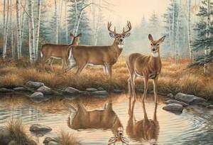 Rosemarry Millette AUTUMN REFLECTION Deer Buck Print  