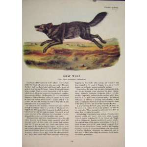  Gray Wolf Wolves Dog Dogs Antique Color Old Print Art 