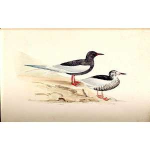  Silver Winged Black Tern Meyer H/C Birds 1842 50