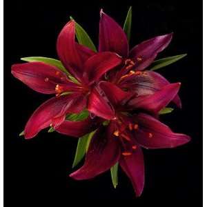  Richard Reynolds   Asiatic Lily   Montenegro Signed Open 