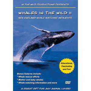   England Whale Watching Highlights Christopher Hamilton Movies & TV