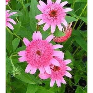  CONEFLOWER PINK DOUBLE DELIGHT / 1 gallon Potted Patio 