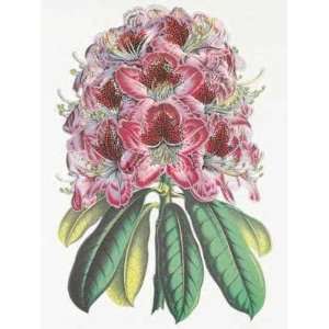  Ravishing Rhododendron (Canv)    Print