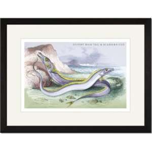   Matted Print 17x23, Silvery Hairtail and Scabbard Fish