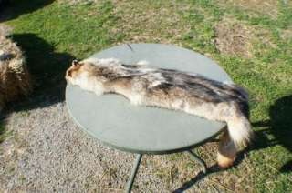 Coyote fur pelt leather wild trapper skin/hide/animal  