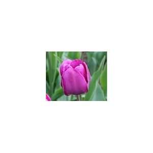  Darwin Tulips Purple Bulbs 50/pack Patio, Lawn & Garden