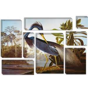  Louisiana Heron From birds of America by John James 