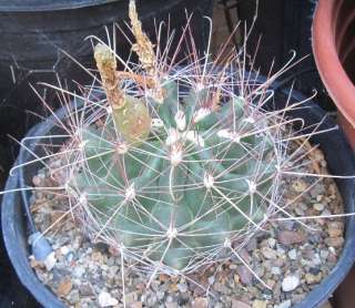 large yellow flowers you are bidding on the cactus size pictured 