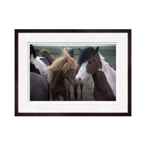  Icelandic Horses Iceland Framed Giclee Print