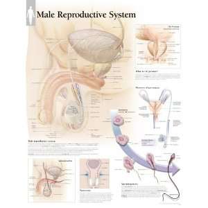 Male Reproductive System chart Wall Chart (9781930633964 