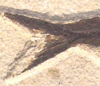 Diplomystus Dentatus Green River Fossil Fish 6  