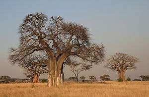   Adansonia digitata Baobob Tree Perfect for a Bonsai Plant  