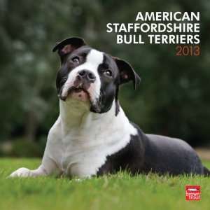  American Staffordshire Terriers 2013 Wall Calendar 12 X 