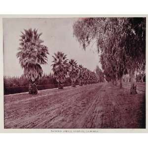  1893 Duotone Print Magnolia Ave. Riverside California 