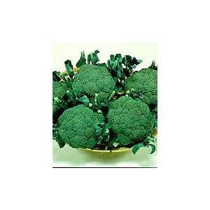  Eureka Broccoli Seed Pack Patio, Lawn & Garden