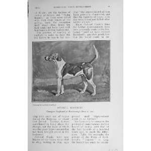 1912 Meynell Waverley Dog Hound Peterborough Show