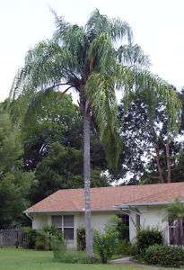 BIG Queen palm tree (Syagrus Romanzoffiana)  
