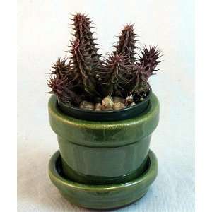   Eye Cactus Plant  Huernia pillansii  Glazed Pot Patio, Lawn & Garden