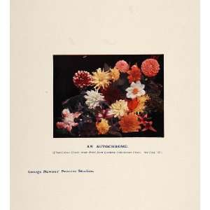   Autochrome Flowers Mums Narcissus   Original Print
