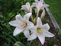 Crinum Lily, Bulbispermum Checkmate, small size  