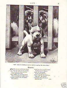 1922 Robert Dickey Tough Guy Pit Bull Terrier  