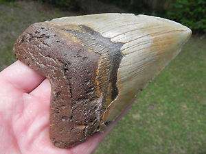 4a Megalodon Miocene Fossil Shark Tooth OCEAN FOUND   
