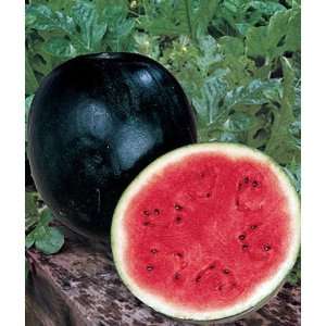  Watermelon, Sugar Baby Organic 1 Pkt. (22 Seeds) Patio 