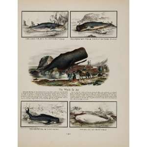 1932 Print Whaling Whale Beluga Sperm Currier & Ives   Original Prints 
