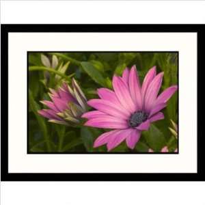 Purple Daisy Framed Photograph Size 23 x 30, Frame Finish Black