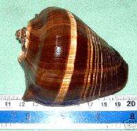 85 mm. Caribbean Crown Conch Seashell Sea Shell  