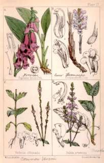 Fitchs H/C Wild Flowers  1867  FOXGLOVE & MEADOW SAGE  
