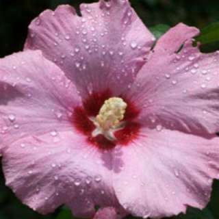 OnlinePlantCenter Aphrodite Hibiscus or Althea Shrub H00224 at The 