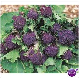 Broccoli Purple Early Sprouting 1.5 Grammes *free P&P*  
