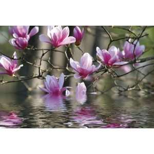 Blumen   Magnolienblüten Spiegeln Sich Im Wasser Selbstklebende 