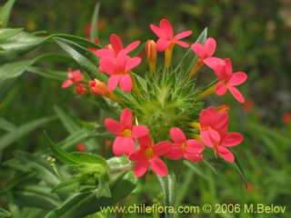 Image of Collomia biflora (Colomia roja / Coxínea)